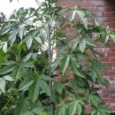 명창농장 이미지