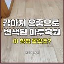 강아지오줌으로 변색된 마루복원, 이 방법 몰랐죠?