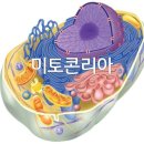 온셀