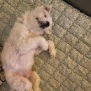 디어멍멍 이미지