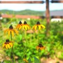 엄사근린공원 이미지