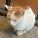 육품 무한갈비 이미지