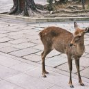 평안공원 | [오사카 여행 3일차 1탄] 교토 · 나라 사슴공원 버스투어 후기