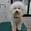 깍까독 | 비숑컷.비숑미용.비숑하이바.비숑가위컷