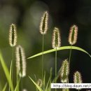 연꽃이야기 이미지