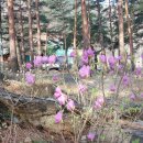 진달래펜션 이미지