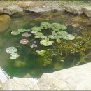 작은연못 이미지