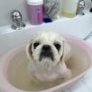 온달 그루밍 이미지