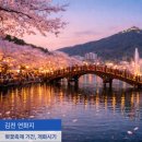 김천시문화예술회관 | 김천 연화지 벚꽃축제 기간, 개화시기 확인 cctv