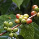 체리콩커피 이미지