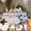 소중하냥 이미지