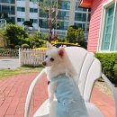 코코지오