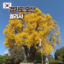 수원-0151 | 경기도 가을 단풍명소 오산 궐리사 은행나무 11월 가볼만한 곳