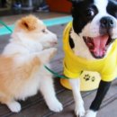 송정리 막국수 | 송정리 맛집 추천 떡갈비, 아구찜, 막국수