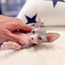 해피고양이분양 이미지