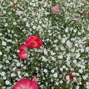 장성 꽃 화원 이미지