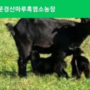 문경흑염소 이미지