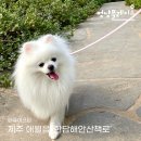 돌담이우다펜션 | 강아지 비행기 탑승하고 슝~ 떠나는 제주도 봄여행!