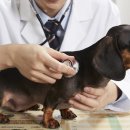 코리아동물약품 이미지