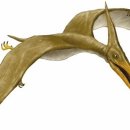 프테라노돈 이미지