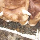 우리집한우 이미지