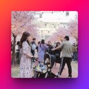 양재천 진입로 인근 | 유모차 이동 가능한 서울 벚꽃 명소 어디가 좋을까