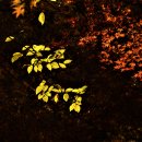 Autumn Slumber (가을 잠) / Fariborz Lachini(파리보르즈 라치니) 이미지