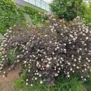 양국수나무디아블로(자엽중산국수나무)개화시기 원산지는 어디? 이미지