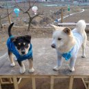 울루라떼 이미지