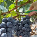 주식회사 캠벨 이미지