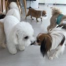 예쁘개&사랑스럽개 이미지