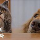 펫나우 이미지
