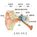 메니에르병(Meniere&#39;s disease) 이미지