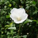 화성무궁화 이미지