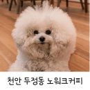 노워크 | 천안 두정동 애견 동반 카페 : 노워크 커피 후기