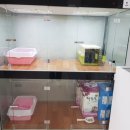 이쁘냥 고양이 미용실 이미지