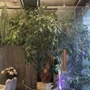 낭만포레 이미지