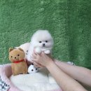 김제강아지 이미지