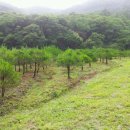 오팔농장2농장 이미지