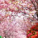 꽃길만 걷장 이미지