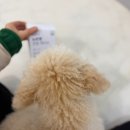 정담약국 | 약사가 직접 개발한 반려견 관절 영양제｜뉴트펫 관절 액티브 선물 후기｜관절&amp;연골 영양제 고민 끝!