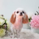 아토 강아지 미용실 이미지