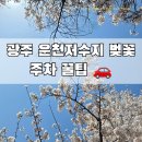 광주 운천저수지 벚꽃 주차 꿀팁 🚗 지금 안 가면 끝 (실시간 정리)