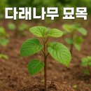 만선을 위한 기원 | 다래나무묘목, 성공적인 재배를 위한 완벽 가이드