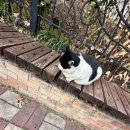 멍멍이와 야옹이 나들이 이미지