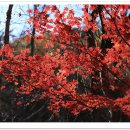 강릉 노추산 힐링캠프 이미지