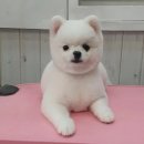 멍멍아 미용하개 이미지