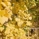 도리1길 이미지