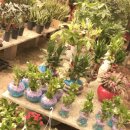 개정꽃농원 이미지