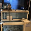 GR(울산광역시 울주군)-[울밀로]-상-1 | 울산장어맛집 장어구이 '정담민물장어'